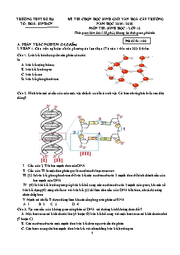 Đề thi HSG văn hóa cấp trường Sinh học 10 - Mã đề 100 - Năm học 2024-2025 - Trường THPT Bố Hạ (Có đáp án)